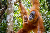 Orangutan mother and baby Asia,ape,Bukit Lawang,critically endangered species,critically endangered,Indonesia,Northern Sumatra,South East Asia,Sumatra,apes,homidae,primate,primates,mother,baby,young,juvenile,parent,love,mother