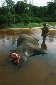 Forest elephant killed by poachers for tusks Africa,African,African elephant,animal trade,Animalia,carcass,chordate,conservation issues,dead,dead animal,death,elephant,elephantidae,endangered,endangered species,gruesome,hacked,hacking,illegal,il