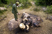 Crop raiding elephant killed by local tribes people Africa,African,African elephant,Animalia,carcass,chordate,conservation issues,dead,dead animal,death,elephant,elephantidae,endangered,endangered species,gruesome,Loxodonta,mammal,Mammalia,man,people,P