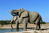 African elephant bulls drinking at waterhole Africa,African elephant,African elephants,animal behaviour,bathes,behaviour,elephant,Elephantidae,endangered,endangered species,Loxodonta,mammal,mammalia,Proboscidea,vertebrate,wet,wildlife,water,wate