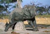 African elephant scratching on termite mound after mud bath Africa,African elephant,African elephants,animal behaviour,bathes,behaviour,elephant,Elephantidae,endangered,endangered species,Loxodonta,mammal,mammalia,Proboscidea,vertebrate,scratch,itchy,itching,s