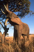 African elephant reaching up to feed on upper branches of tree Africa,African elephant,African elephants,animal behaviour,bathes,behaviour,elephant,Elephantidae,endangered,endangered species,Loxodonta,mammal,mammalia,Proboscidea,vertebrate,eating,feeding,herbivor