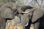 African elephant Loxodonta africana Young bulls play-fighting. Sub-Saharan Africa  AF_ELE_027 Africa,African elephant,African elephants,animal behaviour,bathes,behaviour,elephant,Elephantidae,endangered,endangered species,Loxodonta,mammal,mammalia,Proboscidea,vertebrate,bull,bulls,play fightin