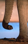 African elephant close-up of trunk and foot Africa,African elephant,African elephants,animal behaviour,bathes,behaviour,elephant,Elephantidae,endangered,endangered species,Loxodonta,mammal,mammalia,Proboscidea,vertebrate,trunk,foot,nostril,Elep