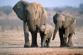 African elephant family group Africa,African elephant,African elephants,animal behaviour,bathes,behaviour,elephant,Elephantidae,endangered,endangered species,Loxodonta,mammal,mammalia,Proboscidea,vertebrate,baby,juvenile,young,cal