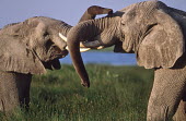 African elephant young bulls play-fighting Africa,African elephant,African elephants,animal behaviour,bathes,behaviour,elephant,Elephantidae,endangered,endangered species,Loxodonta,mammal,mammalia,Proboscidea,vertebrate,bull,bulls,play fightin