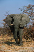 African elephant young bull in aggressive posture Africa,African elephant,African elephants,animal behaviour,behaviour,elephant,Elephantidae,endangered,endangered species,Loxodonta,mammal,mammalia,Proboscidea,vertebrate,young,bull,male,defensive,aggr