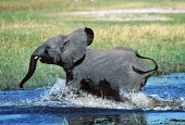 African elephant calf panicking Africa,African elephant,African elephants,animal behaviour,bathes,behaviour,elephant,Elephantidae,endangered,endangered species,Loxodonta,mammal,mammalia,Proboscidea,vertebrate,baby,juvenile,young,cut