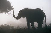 African elephant in early morning mist Africa,African elephant,African elephants,animal behaviour,behaviour,elephant,Elephantidae,endangered,endangered species,Loxodonta,mammal,mammalia,Proboscidea,vertebrate,morning,mist,fog,shadow,silhou