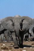 African elephant charging elephant in aggressive posture Africa,African elephant,African elephants,animal behaviour,behaviour,elephant,Elephantidae,endangered,endangered species,Loxodonta,mammal,mammalia,Proboscidea,vertebrate,young,bull,male,defensive,aggr