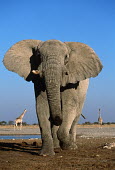 African elephant in aggressive posture Africa,African elephant,African elephants,animal behaviour,behaviour,elephant,Elephantidae,endangered,endangered species,Loxodonta,mammal,mammalia,Proboscidea,vertebrate,young,bull,male,defensive,aggr