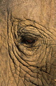 African elephant eye close-up Africa,African elephant,African elephants,animal behaviour,behaviour,elephant,Elephantidae,endangered,endangered species,Loxodonta,mammal,mammalia,Proboscidea,vertebrate,eye,close up,closeup,skin,wrin
