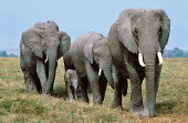 African elephant matriarch leading breeding herd Africa,African elephant,African elephants,animal behaviour,behaviour,elephant,Elephantidae,endangered,endangered species,Loxodonta,mammal,mammalia,Proboscidea,vertebrate,matriarch,herd,walking,movemen