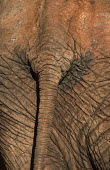 African elephant tail Africa,African elephant,African elephants,elephant,Elephantidae,endangered,endangered species,Loxodonta,mammal,mammalia,Proboscidea,vertebrate,tail,backside,bottom,bum,rear end,Elephants,Chordates,Cho