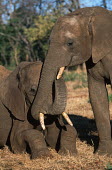 African elephants socialising Africa,African elephant,African elephants,animal behaviour,behaviour,elephant,Elephantidae,endangered,endangered species,Loxodonta,mammal,mammalia,Proboscidea,vertebrate,social,socialising,friends,Ele