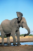 African elephant shaking head, aggressive warning behaviour Africa,African elephant,African elephants,animal behaviour,behaviour,elephant,Elephantidae,endangered,endangered species,Loxodonta,mammal,mammalia,Proboscidea,vertebrate,young,bull,male,defensive,aggr