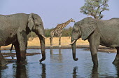African elephants drinking at waterhole with giraffe Africa,African elephant,African elephants,animal behaviour,bathes,behaviour,elephant,Elephantidae,endangered,endangered species,Loxodonta,mammal,mammalia,Proboscidea,vertebrate,wet,wildlife,water,wate