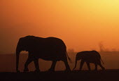 African elephant mother and calf silhouette against sunset Africa,African elephant,African elephants,animal behaviour,bathes,behaviour,elephant,Elephantidae,endangered,endangered species,Loxodonta,mammal,mammalia,Proboscidea,vertebrate,sunset,orange,beautiful