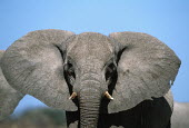 African elephant in aggressive posture Africa,African elephant,African elephants,animal behaviour,behaviour,elephant,Elephantidae,endangered,endangered species,Loxodonta,mammal,mammalia,Proboscidea,vertebrate,young,bull,male,defensive,aggr