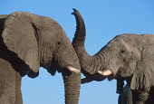 African elephants greeting and interacting with trunks touching Africa,African elephant,African elephants,elephant,Elephantidae,endangered,endangered species,Loxodonta,mammal,mammalia,Proboscidea,vertebrate,trunk,tusk,interaction,touching,animal behaviour,Elephant