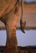 African elephant close-up of tail Africa,African elephant,African elephants,elephant,Elephantidae,endangered,endangered species,Loxodonta,mammal,mammalia,Proboscidea,vertebrate,tail,backside,bottom,bum,rear end,Elephants,Chordates,Cho