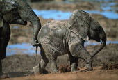 African elephant young calf Africa,African elephant,African elephants,animal behaviour,bathes,behaviour,elephant,Elephantidae,endangered,endangered species,Loxodonta,mammal,mammalia,Proboscidea,vertebrate,baby,juvenile,young,cut