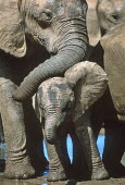 African elephant young calf Africa,African elephant,African elephants,animal behaviour,bathes,behaviour,elephant,Elephantidae,endangered,endangered species,Loxodonta,mammal,mammalia,Proboscidea,vertebrate,baby,juvenile,young,cut