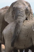 African elephants greeting and interacting Africa,African elephant,African elephants,elephant,Elephantidae,endangered,endangered species,Loxodonta,mammal,mammalia,Proboscidea,vertebrate,trunk,tusk,interaction,touching,animal behaviour,close-up