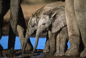 African elephant calves drinking at waterhole Africa,African elephant,African elephants,animal behaviour,bathes,behaviour,elephant,Elephantidae,endangered,endangered species,Loxodonta,mammal,mammalia,Proboscidea,vertebrate,wet,wildlife,water,wate