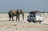 African elephant with tourists Africa,African elephant,African elephants,elephant,Elephantidae,endangered,endangered species,Loxodonta,mammal,mammalia,Proboscidea,vertebrate,ecotourism,people,humans,safari,tourism,Elephants,Chordat