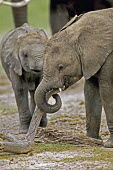 African elephant calves playing with stick Africa,African elephant,African elephants,animal behaviour,bathes,behaviour,elephant,Elephantidae,endangered,endangered species,Loxodonta,mammal,mammalia,Proboscidea,vertebrate,baby,juvenile,young,cut