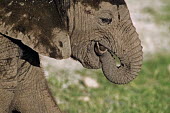 African elephant young calf with his trunk in his mouth Africa,African elephant,African elephants,animal behaviour,bathes,behaviour,elephant,Elephantidae,endangered,endangered species,Loxodonta,mammal,mammalia,Proboscidea,vertebrate,baby,juvenile,young,cut