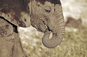 African elephant young calf with his trunk in his mouth Africa,African elephant,African elephants,animal behaviour,bathes,behaviour,elephant,Elephantidae,endangered,endangered species,Loxodonta,mammal,mammalia,Proboscidea,vertebrate,baby,juvenile,young,cut