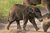 African elephant young calf walking Africa,African elephant,African elephants,animal behaviour,bathes,behaviour,elephant,Elephantidae,endangered,endangered species,Loxodonta,mammal,mammalia,Proboscidea,vertebrate,baby,juvenile,young,cut