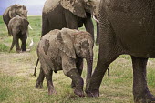 African elephant young calf walking Africa,African elephant,African elephants,animal behaviour,bathes,behaviour,elephant,Elephantidae,endangered,endangered species,Loxodonta,mammal,mammalia,Proboscidea,vertebrate,baby,juvenile,young,cut