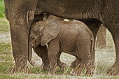 African elephant young calf with mother Africa,African elephant,African elephants,animal behaviour,bathes,behaviour,elephant,Elephantidae,endangered,endangered species,Loxodonta,mammal,mammalia,Proboscidea,vertebrate,baby,juvenile,young,cut