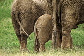 African elephant young calf with adults from back Africa,African elephant,African elephants,animal behaviour,bathes,behaviour,elephant,Elephantidae,endangered,endangered species,Loxodonta,mammal,mammalia,Proboscidea,vertebrate,baby,juvenile,young,cut