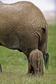 African elephant young calf with adult from back Africa,African elephant,African elephants,animal behaviour,bathes,behaviour,elephant,Elephantidae,endangered,endangered species,Loxodonta,mammal,mammalia,Proboscidea,vertebrate,baby,juvenile,young,cut