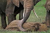 African elephant calf sleeping and adult using trunk to touch calf Africa,African elephant,African elephants,animal behaviour,behaviour,elephant,Elephantidae,endangered,endangered species,Loxodonta,mammal,mammalia,Proboscidea,vertebrate,baby,juvenile,young,cute,calf,