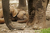 African elephant very young calf lies down to sleep while the rest of the herd relaxes Africa,African elephant,African elephants,animal behaviour,behaviour,elephant,Elephantidae,endangered,endangered species,Loxodonta,mammal,mammalia,Proboscidea,vertebrate,baby,juvenile,young,cute,calf,