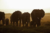 African elephant herd on the move Africa,African elephant,African elephants,animal behaviour,behaviour,elephant,Elephantidae,endangered,endangered species,Loxodonta,mammal,mammalia,Proboscidea,vertebrate,matriarch,herd,walking,movemen
