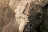 African elephant dust bathing to protect skin from parasites and cooling down Africa,African elephant,African elephants,animal behaviour,behaviour,elephant,Elephantidae,endangered,endangered species,Loxodonta,mammal,mammalia,Proboscidea,vertebrate,wet,wildlife,dust,dust bathing