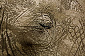 African elephant portrait with mud on face Africa,African elephant,African elephants,elephant,Elephantidae,endangered,endangered species,Loxodonta,mammal,mammalia,Proboscidea,vertebrate,close up,mud,ears,head,eye,ear,Elephants,Chordates,Chorda