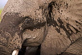 African elephant portrait with mud on face Africa,African elephant,African elephants,elephant,Elephantidae,endangered,endangered species,Loxodonta,mammal,mammalia,Proboscidea,vertebrate,close up,mud,ears,head,eye,ear,Elephants,Chordates,Chorda