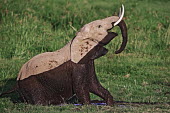African elephant emerging from feeding in swamp showing water line Africa,African elephant,African elephants,animal behaviour,bathes,behaviour,elephant,Elephantidae,endangered,endangered species,Loxodonta,mammal,mammalia,Proboscidea,vertebrate,eating,feeding,herbivor