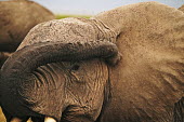 African elephant using trunk to scratch eye Africa,African elephant,African elephants,elephant,Elephantidae,endangered,endangered species,Loxodonta,mammal,mammalia,Proboscidea,vertebrate,close up,close-up,trunk,animal behaviour,scratch,itch,itc