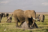 African elephant using termite mound to scratch stomach Africa,African elephant,African elephants,animal behaviour,behaviour,elephant,Elephantidae,endangered,endangered species,Loxodonta,mammal,mammalia,Proboscidea,vertebrate,scratch,itchy,itching,stratchi