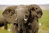 African elephant cow in aggressive posture Africa,African elephant,African elephants,animal behaviour,behaviour,elephant,Elephantidae,endangered,endangered species,Loxodonta,mammal,mammalia,Proboscidea,vertebrate,female,cow,defensive,aggressiv