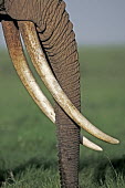 African elephant cow with exceptionally long tusks close-up Africa,African elephant,African elephants,elephant,Elephantidae,endangered,endangered species,Loxodonta,mammal,mammalia,Proboscidea,vertebrate,tusk,tusks,trunk,head,ears,eye,large,female,cow,Elephants