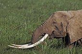 African elephant cow with exceptionally long tusks eating in swamp Africa,African elephant,African elephants,elephant,Elephantidae,endangered,endangered species,Loxodonta,mammal,mammalia,Proboscidea,vertebrate,eating,feeding,food,eat,herbivore,herbivorous,grass,swamp